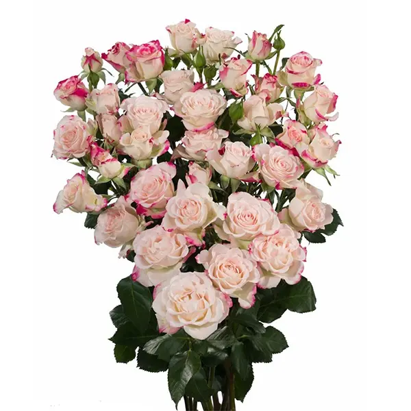 Картинка Роза кустовая Рефлекс Кения