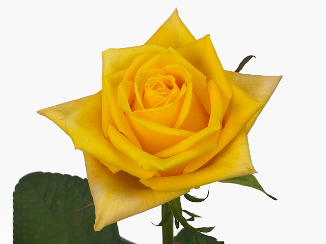 Картинка Роза Пакая