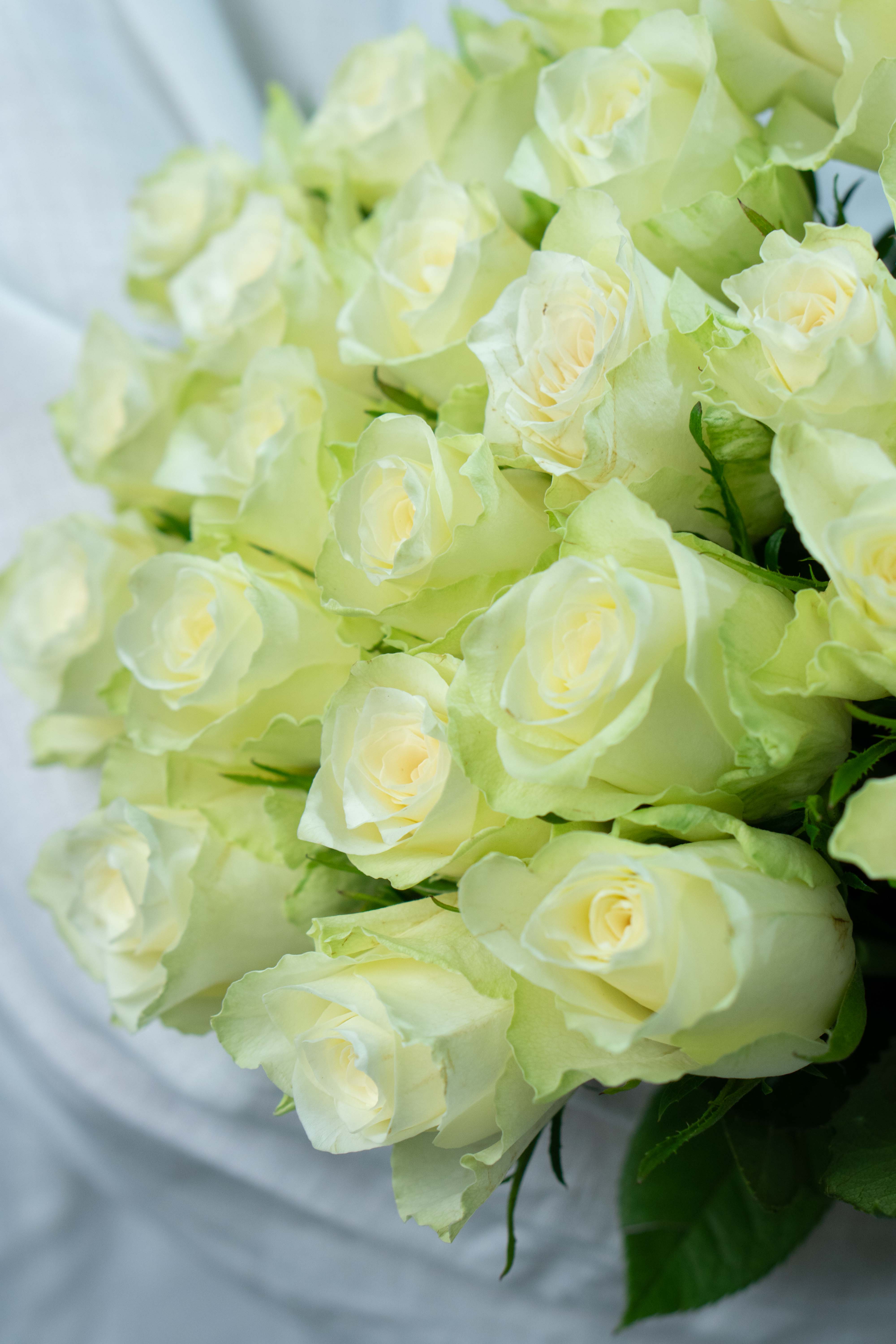 Картинка Букет из 25 белых роз Кения 50 см