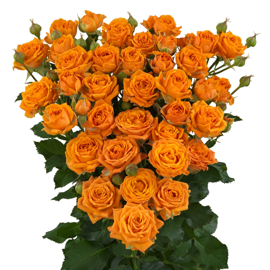 Картинка Роза кустовая Оранж квин Кения