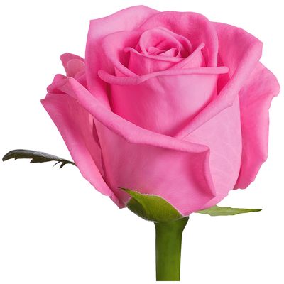 Картинка Роза Аква