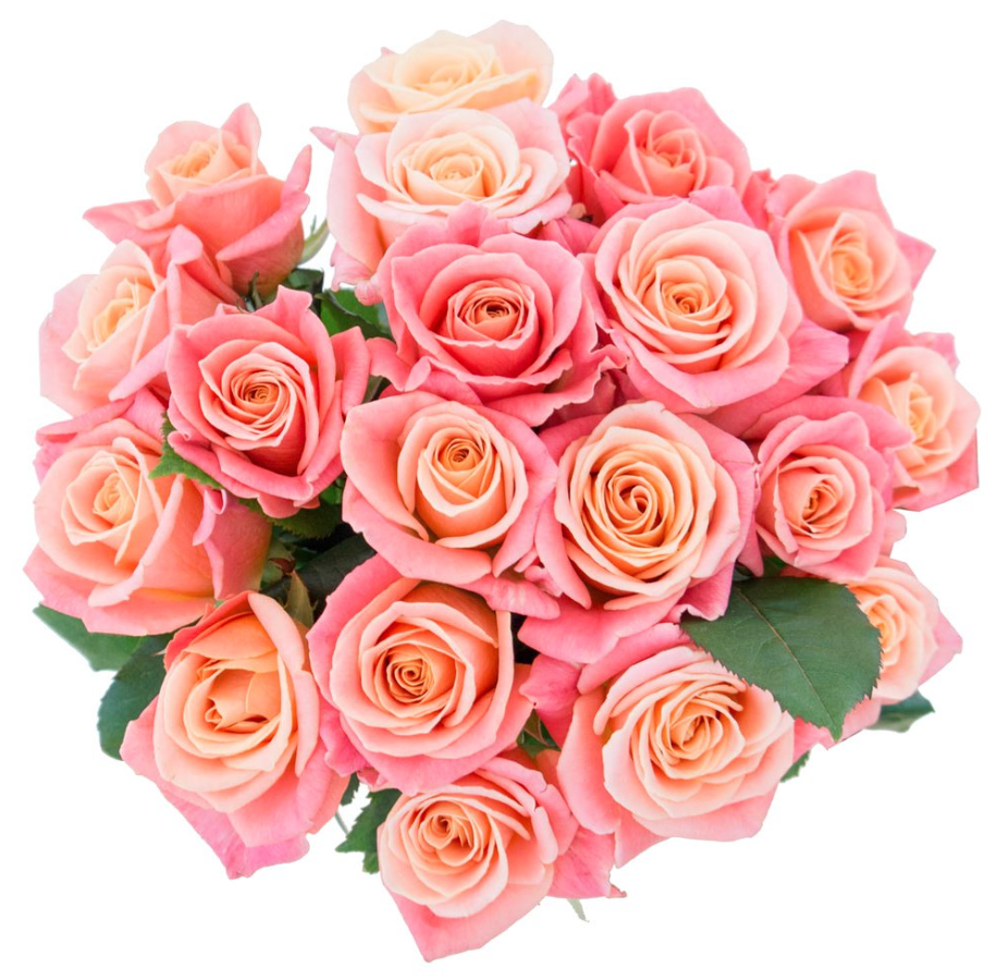 Картинка Роза Мисс Пигги