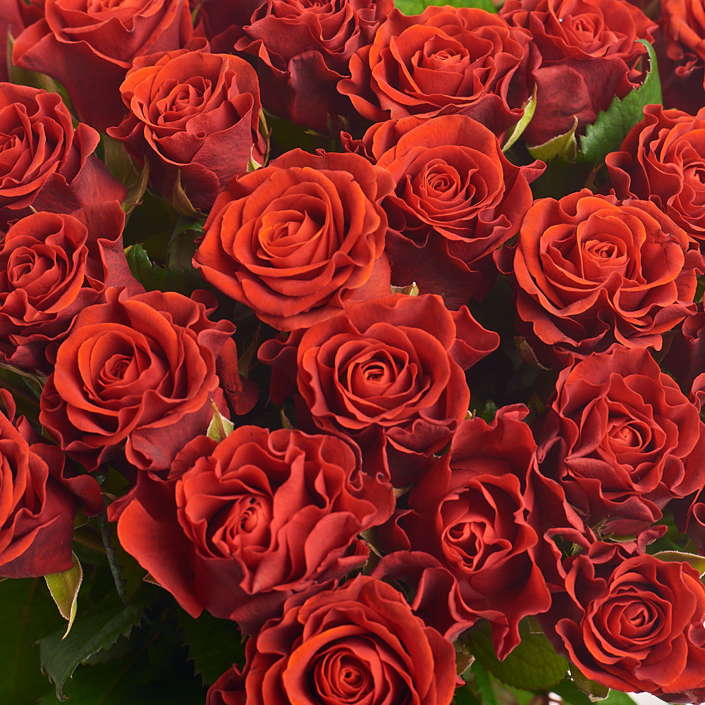 Картинка Букет "Эль Торо" из 39 роз 80 см