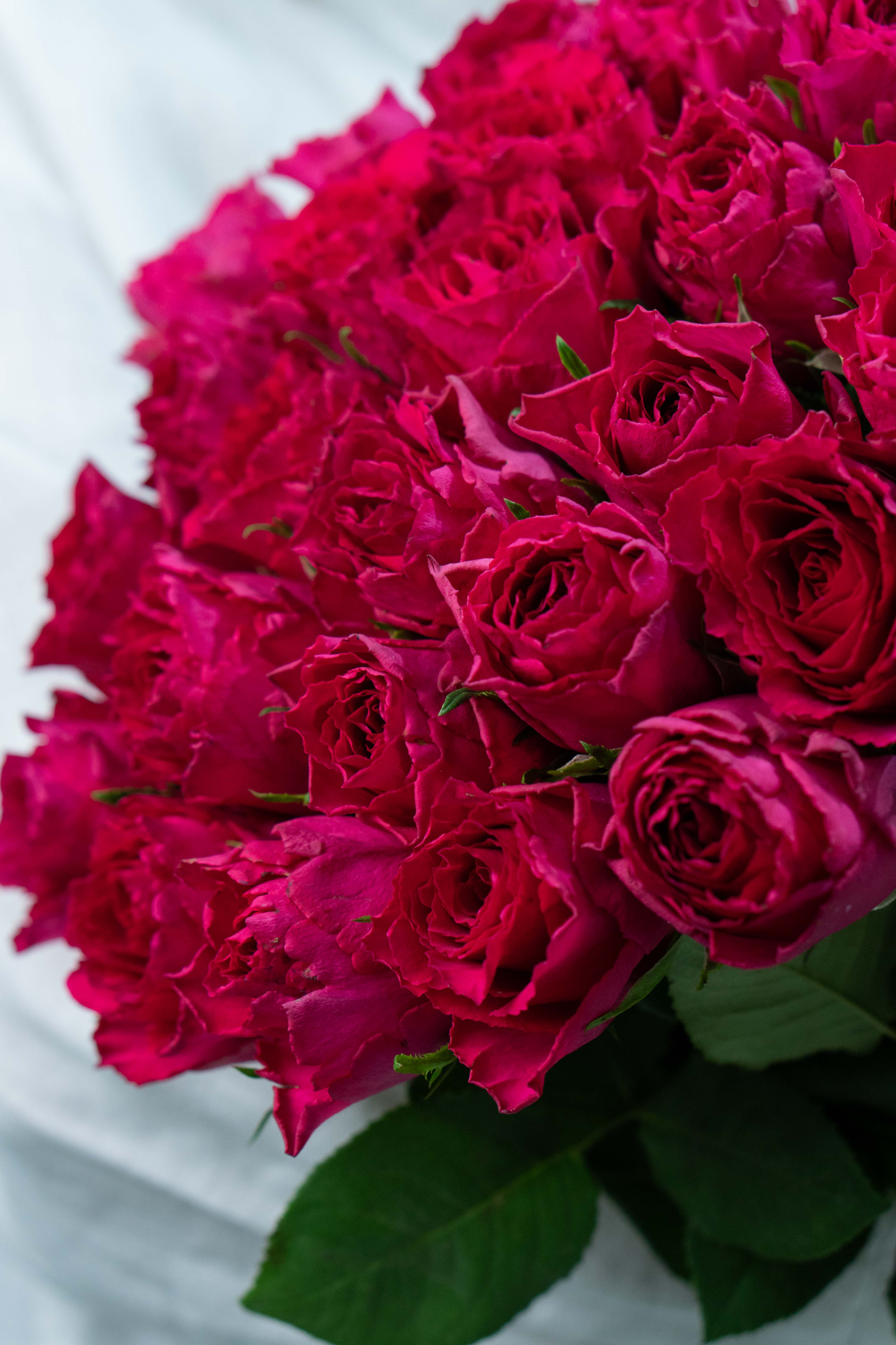 Картинка Букет из 25 малиновых роз Кения 70 см