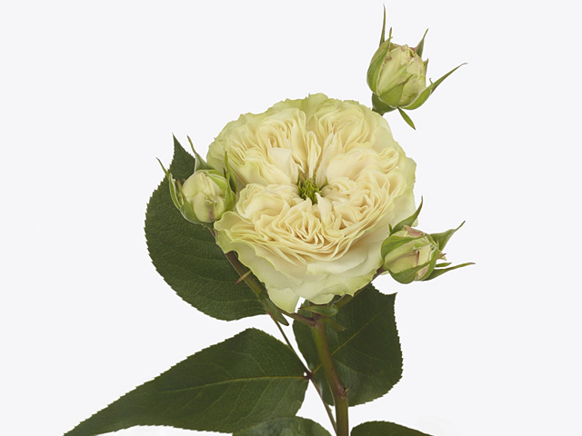 Картинка Роза Викториан Веддинг