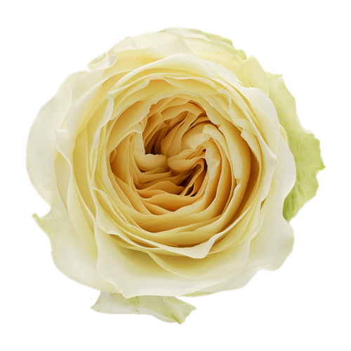 Картинка Роза Баттеркап