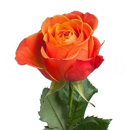 Картинка Роза Кларенс